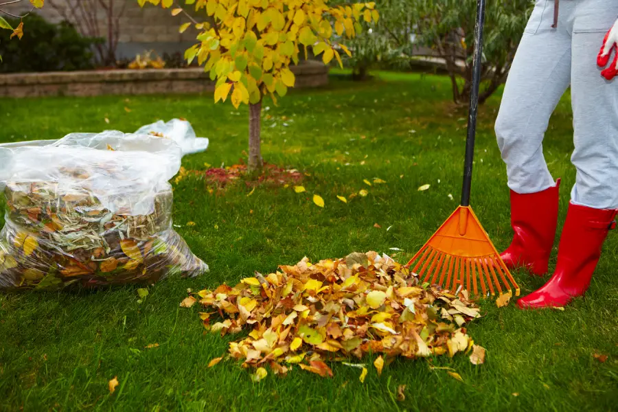 Affordable Yard Cleaning Services Smithville, TX Affordable Yard Cleaning Services Smithville, TX