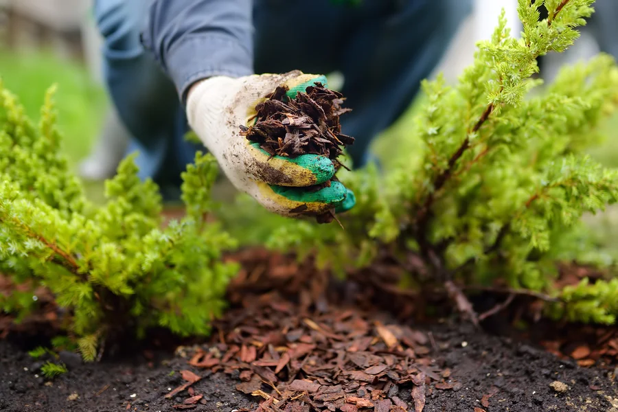 Common Mulching Mistakes Landscapers Should Avoid in Smithville, TX Common Mulching Mistakes Landscapers Should Avoid in Smithville, TX