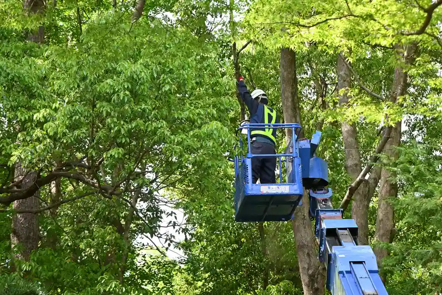 Expert Tree Service Smithville, TX Expert Tree Service Smithville, TX