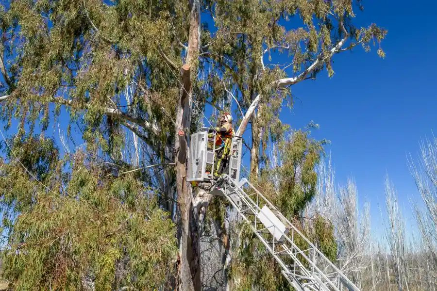 The Role Of Tree Service In Managing Overgrown Branches Smithville, TX The Role Of Tree Service In Managing Overgrown Branches Smithville, TX